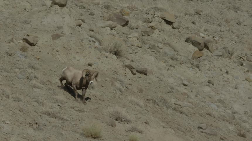 A bighorn sheep walks down a mountain slope