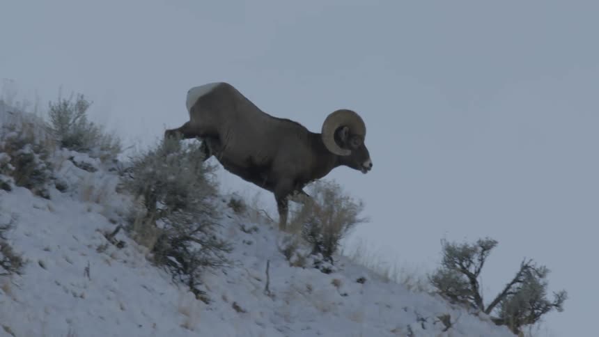 Bighorn ram walking on a snowy slope outdoors