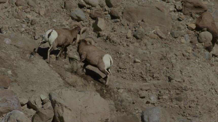 Two bighorn sheep fighting for territory with their horns