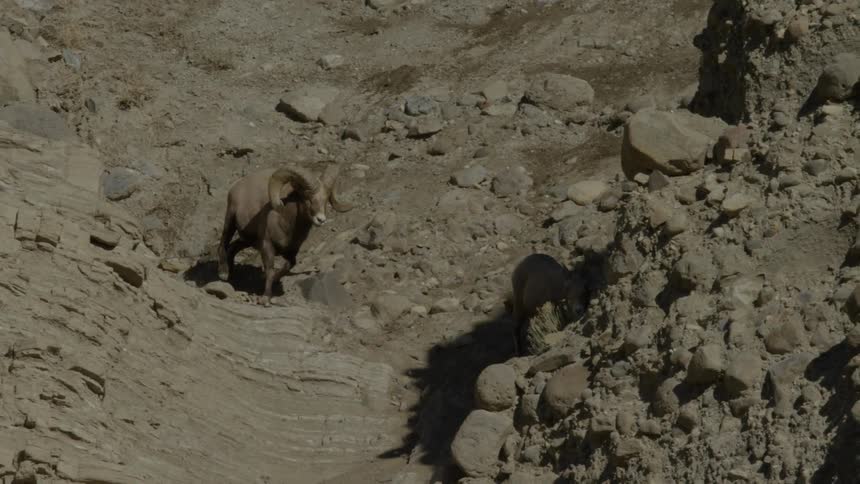 A male bighorn sheep pursues a female on a rocky hillside