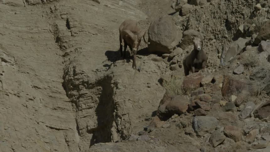 A male bighorn sheep chasing a female on a rocky hillside