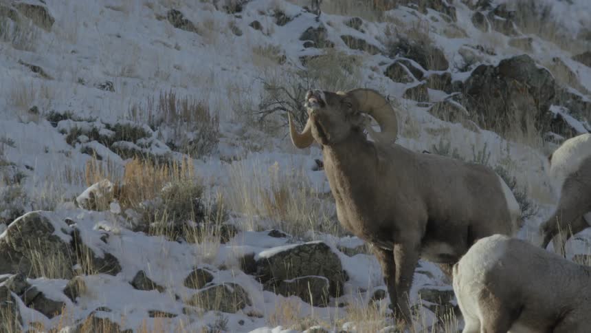 A bighorn sheep is raising its head while looking at the surroundings in a snowy environment