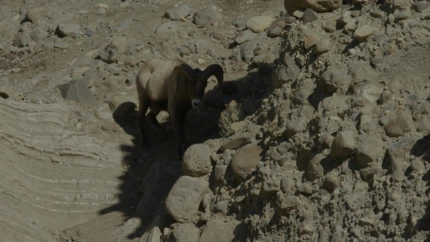 A bighorn sheep is walking down a steep rocky mountain