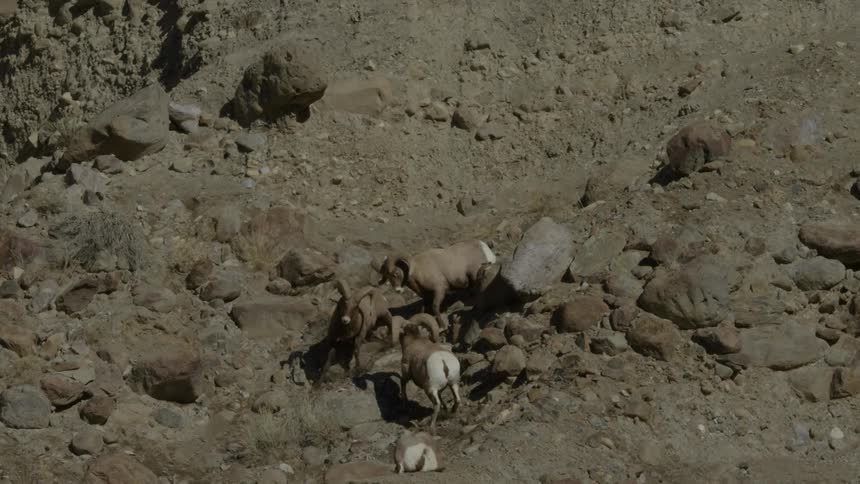 Rocky mountain rams fight locking horns