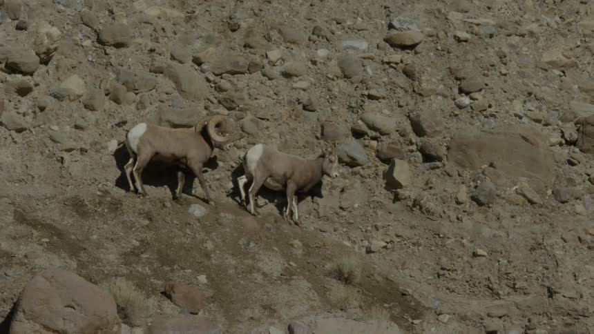 Male bighorn sheep courting a ewe