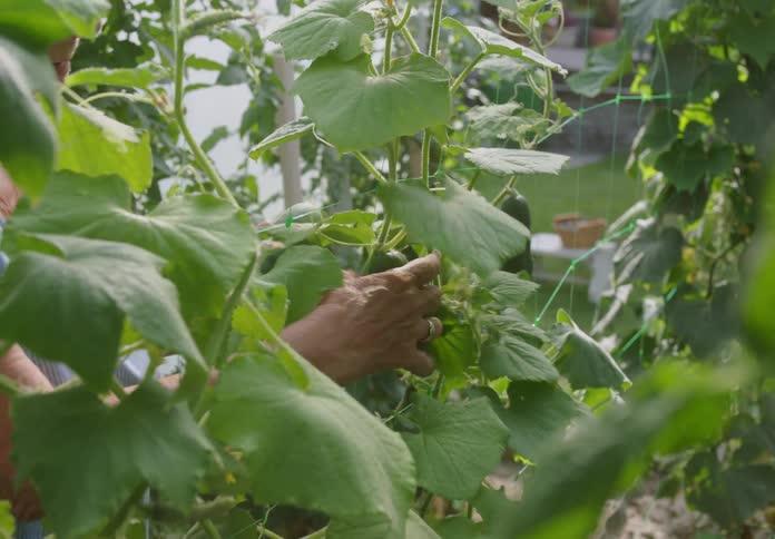An elderly person picking fruit from a plant