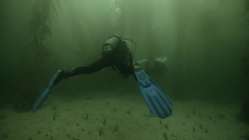 Divers exploring the ocean floor