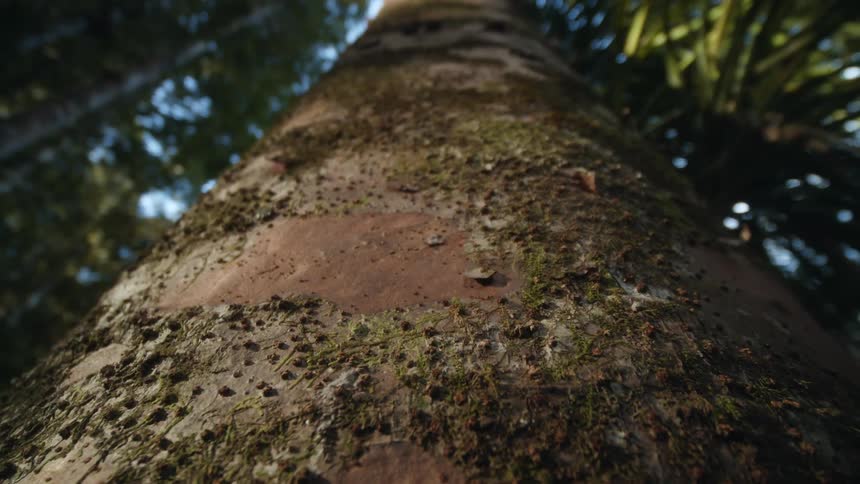 Moss grows on a bare tree trunk in the forest