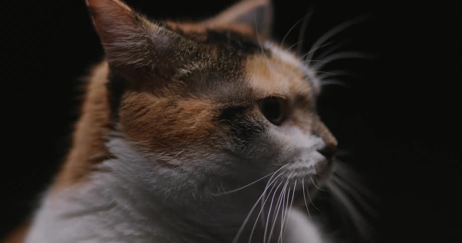 Light shines on a cat as it moves its ears and pushes them back