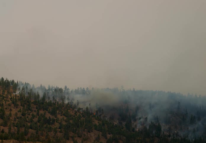 The forest is on fire