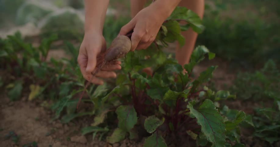 The hands of a person who is harvesting beets from the ground