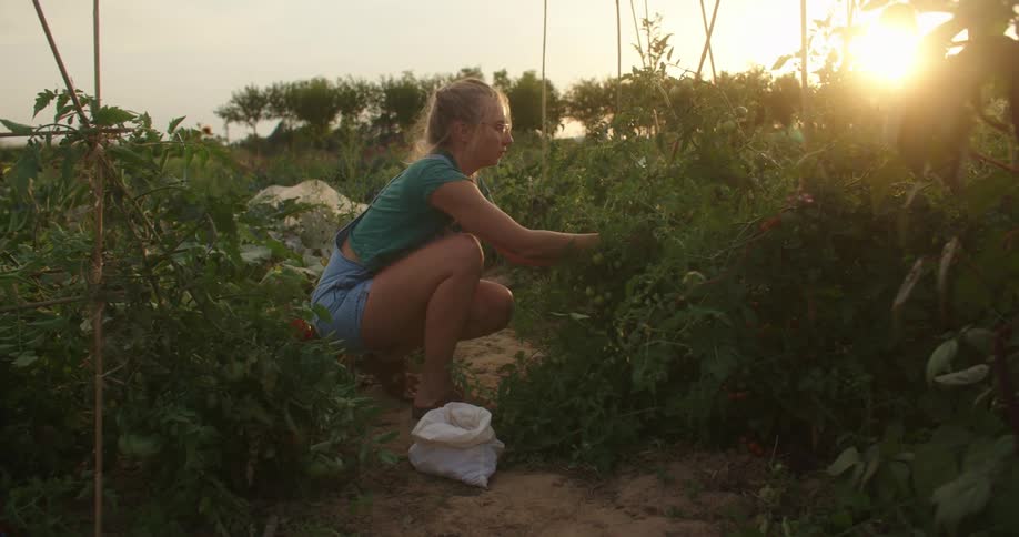 A woman knelt down picking off a plant on her garden as the sun sets on the horizon