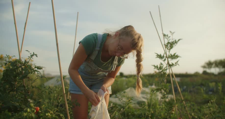 Young blonde woman picking some tomatoes