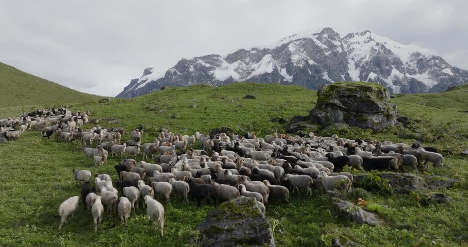 Aerial view of a herd of sheep grazing the green grass next to the mountains
