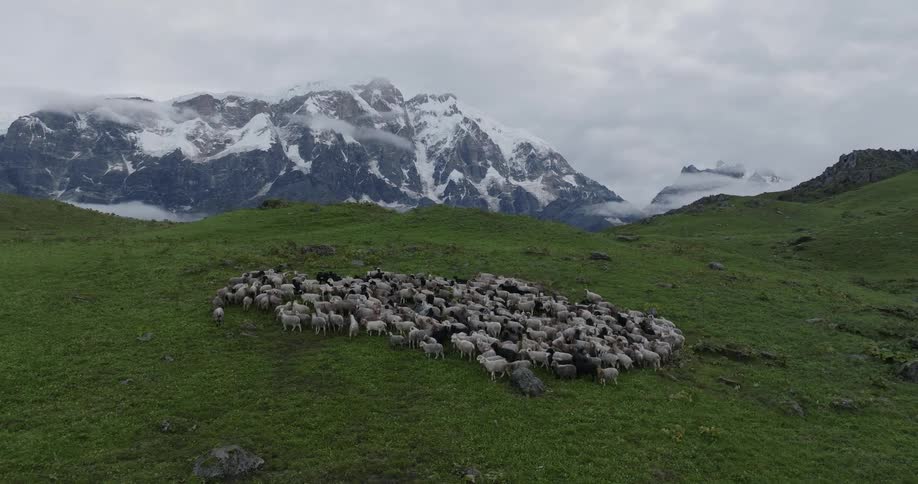 Gathering of sheep on a hill at midday