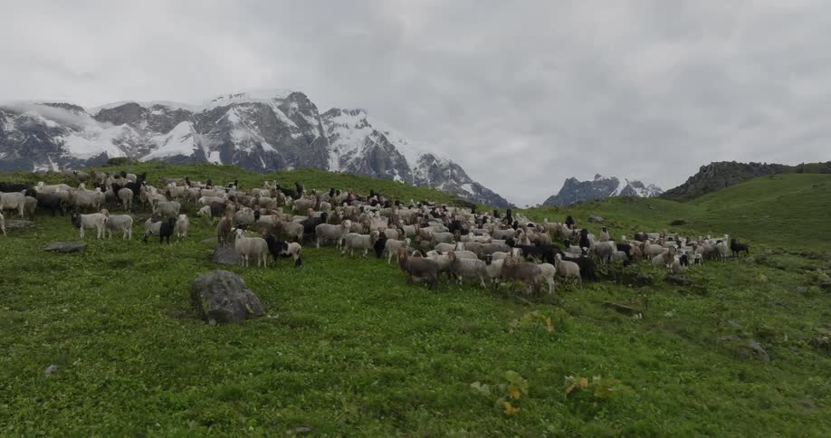 A flock of sheep gathered together on a grassy hill