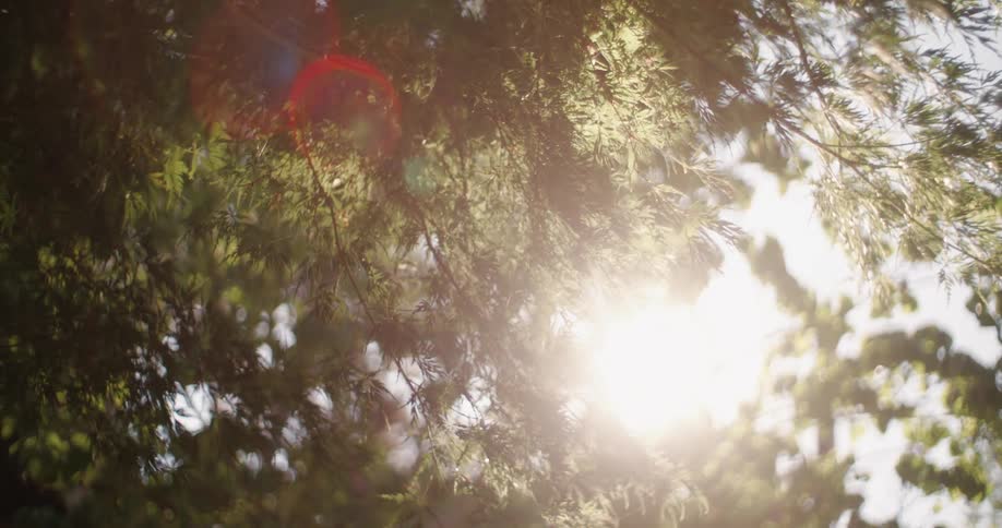 Sunlight filter through the tree branches