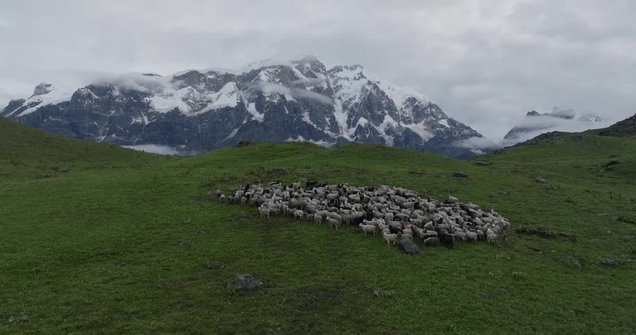 A herd of sheep on a grassy hill and in the background a huge mountain with its snowcapped peak