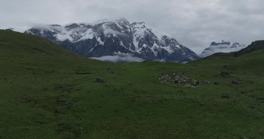 Aerial view of a flock of sheep on green mountain slope and snowy mountain in the background