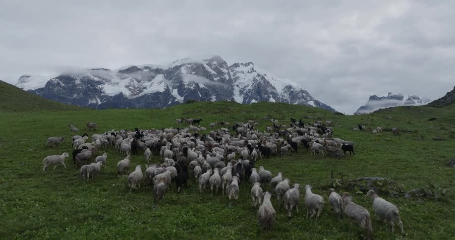 A flock of sheep are grazing in a field near the edge of a cliff with mountains in the distance under a cloudy sky