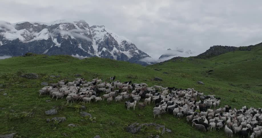 Aerial view of a flock of sheep on green mountain slope and snowy mountain range in the background