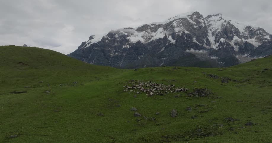 Herders stand a distance from herd of herbivores on hills overlooked by snowy mountain on an overcast day