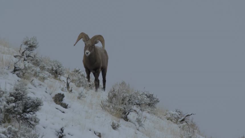 Bighorn sheep walking on a snowy hill
