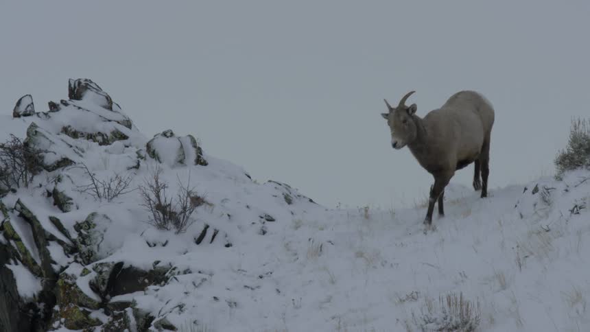 Female bighorn sheep walks down the snowcovered slopes of a mountain