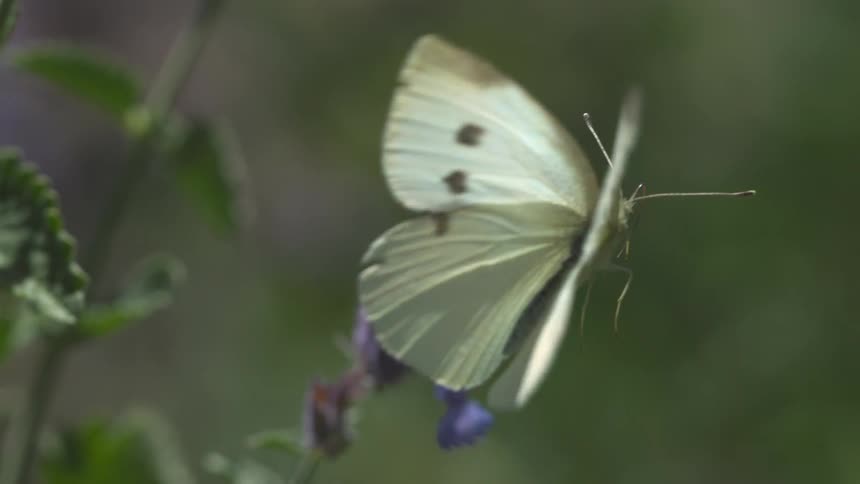 A moth feeding from a flower flies out of frame