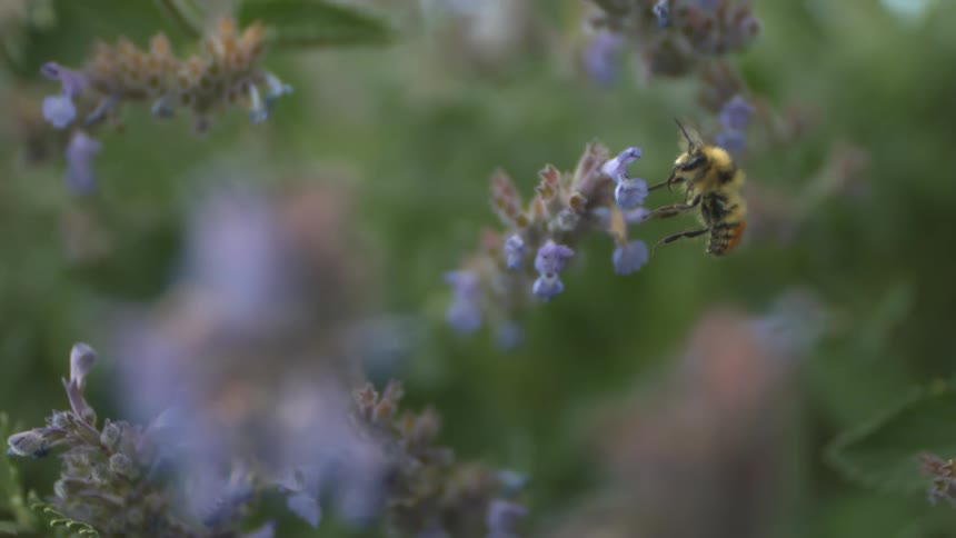 Bee on blue flower flies away from plant