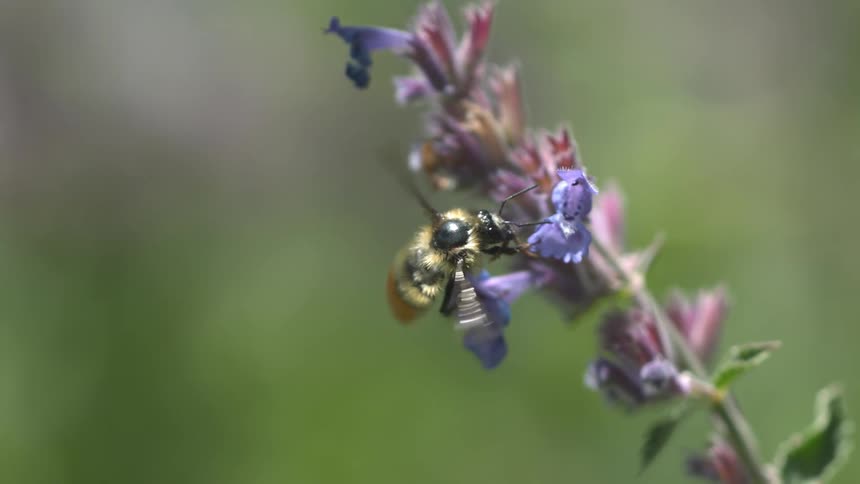 Closeup of a bee producing honey on a flower