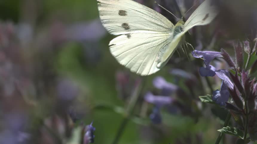 A french white butterfly moves its wings as it crawls on a flower and flies away