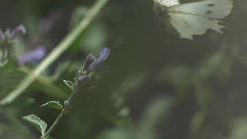 Butterfly flies away from blue flower