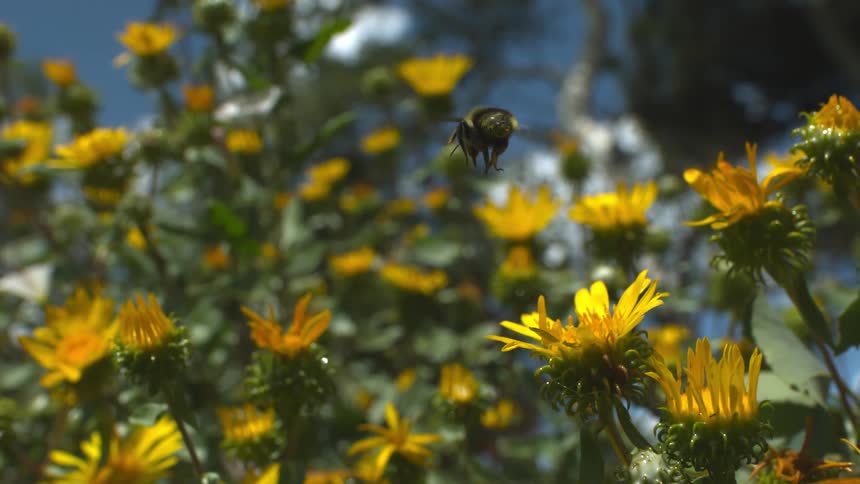 A bee flying off from a flower garden