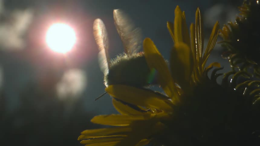 A fly with wings flew from a flower at sunset
