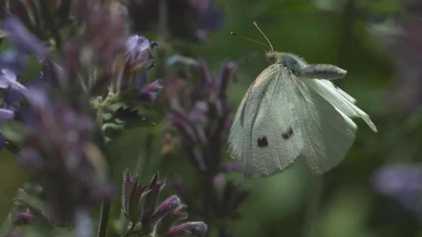 A butterfly landing on a purple flower