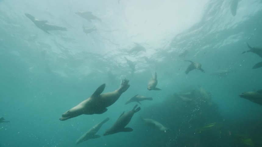 Sea lions swimming under the ocean water