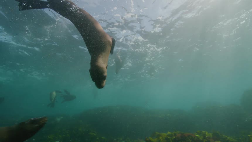 A group of several seals swimming in waters whose floor is covered in algae