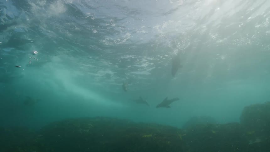 A view from below the water where there are many seals swimming next to seaweed and waves crashing overhead