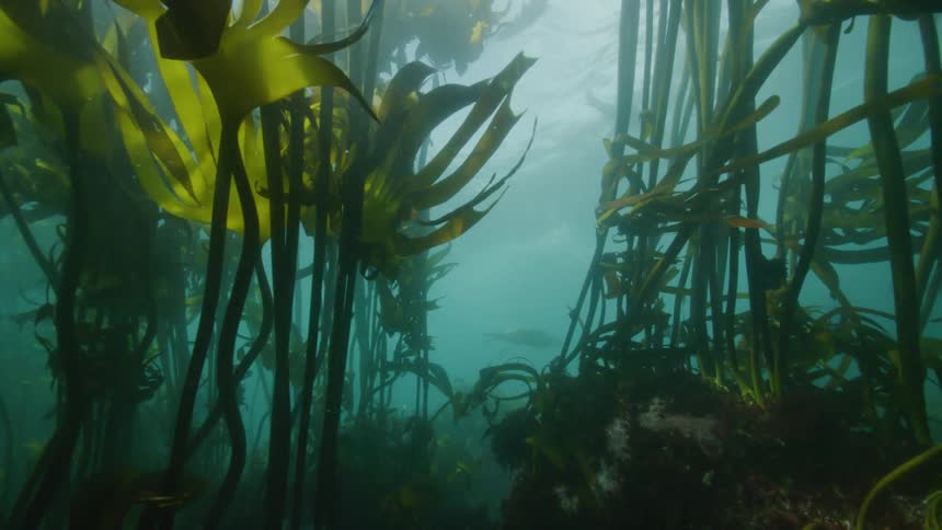 Plants moving under water with mammals swimming behind them