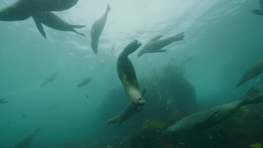 Large pod of sea lions swims through murky water near reef