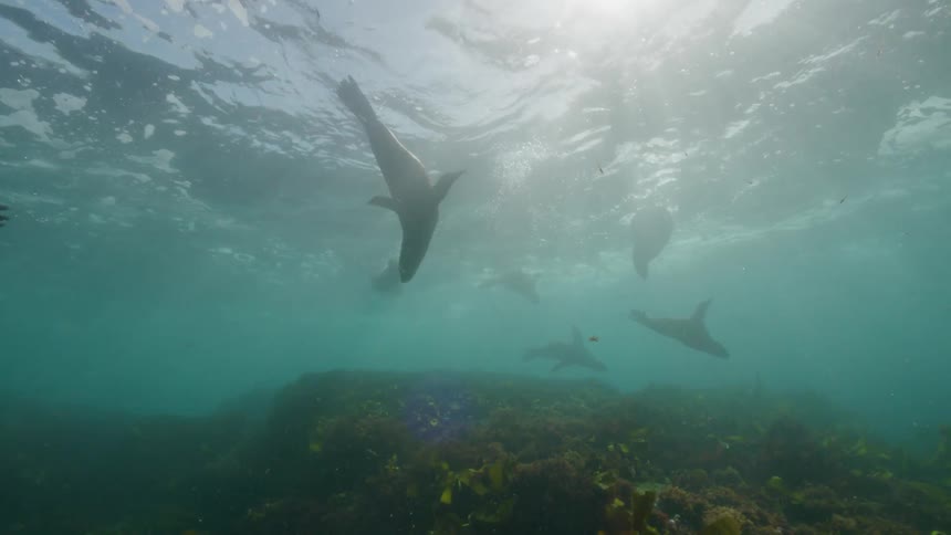 Sea lions swimming under the water as the sun shines down