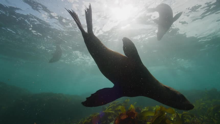 View from inside the sea of seals and seaweed