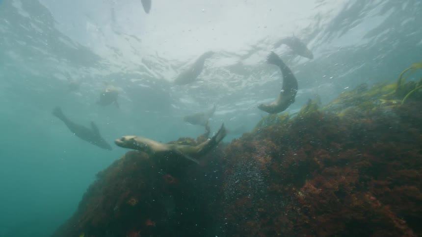 A group of seals swimming around a algae reef