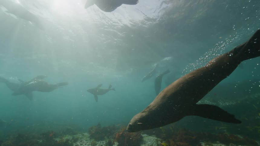 Seals swimming in the sea
