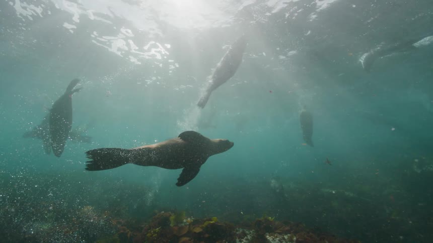 Seals are swimming in circles and making waves in the water
