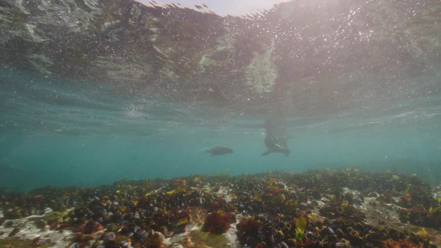 The seals swim around underwater
