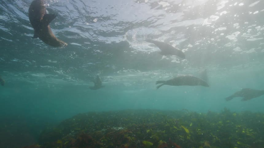 A group of mammal animals and sea life swimming near to the corals