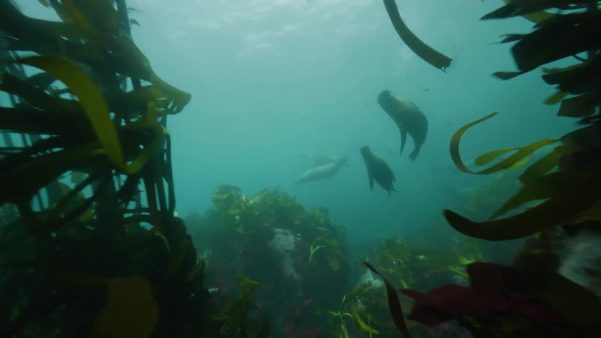 A group of sea lions swim together through vegetation underwater during the day