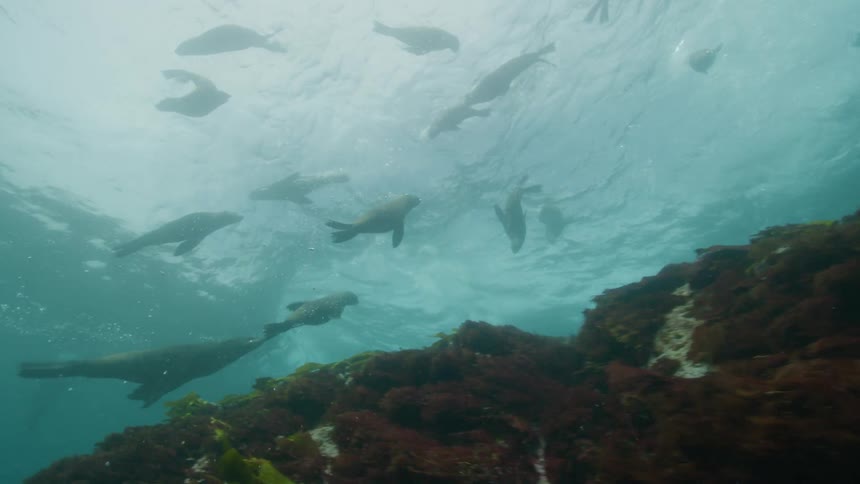 A group of seals swimming in a circle in the blue ocean